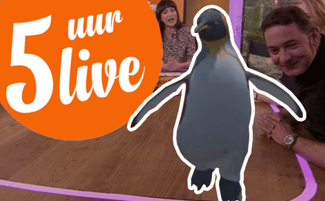 king-penguin-at-5-uur-live